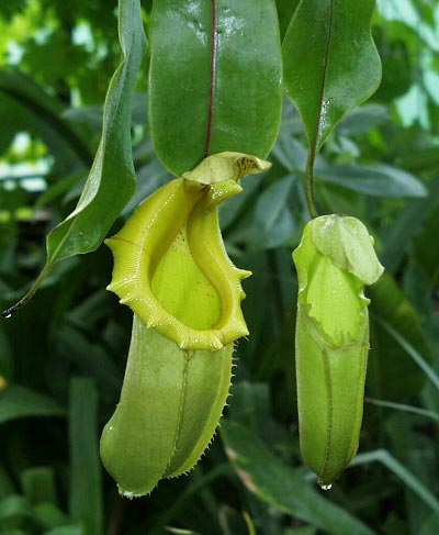 Kancsóka (Nepenthes)